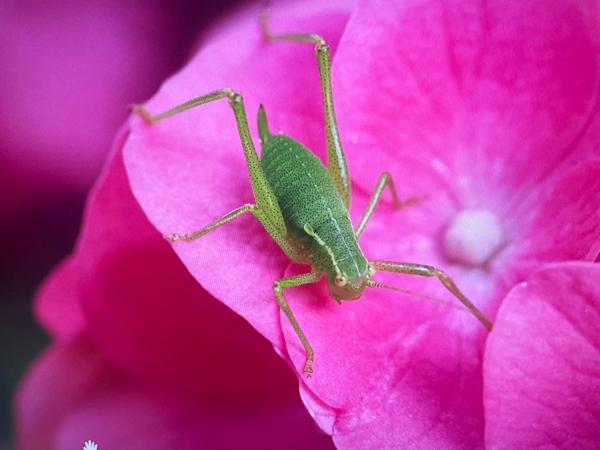 Struiksprinkhaan (Leptophyes punctatissima)